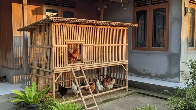 Ilustrasi Kandang Ayam Bambu