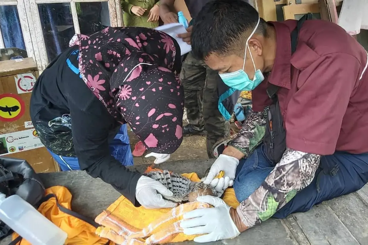 Tim dari Pusat Suaka Satwa Elang Jawa (PSSEJ) Halimun Salak merawat Elang Alap Jambul yang ditemukan warga saat bencana banjir melanda Kabupaten Bogor. (Liputan6.com/Achmad Sudarno)