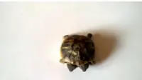 Bayi kura-kura unik berkepala dua yang menetas di Denmark. (MSN)