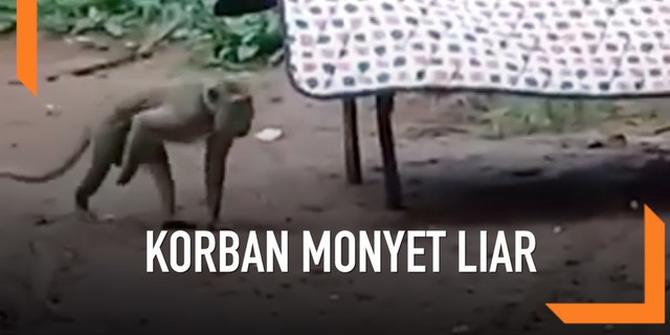 VIDEO: Waspada, Monyet Liar Serang Warga di Bogor