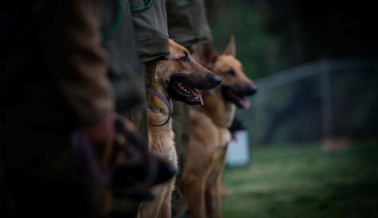 Sejumlah anjing menghadiri sesi pelatihan di sekolah pelatihan anjing polisi Chile di Santiago, 9 Oktober 2018. Dua ratus anjing dari ras yang berbeda mengikuti pelatihan di paru-paru kota Santiago. (Martin BERNETTI/AFP)
