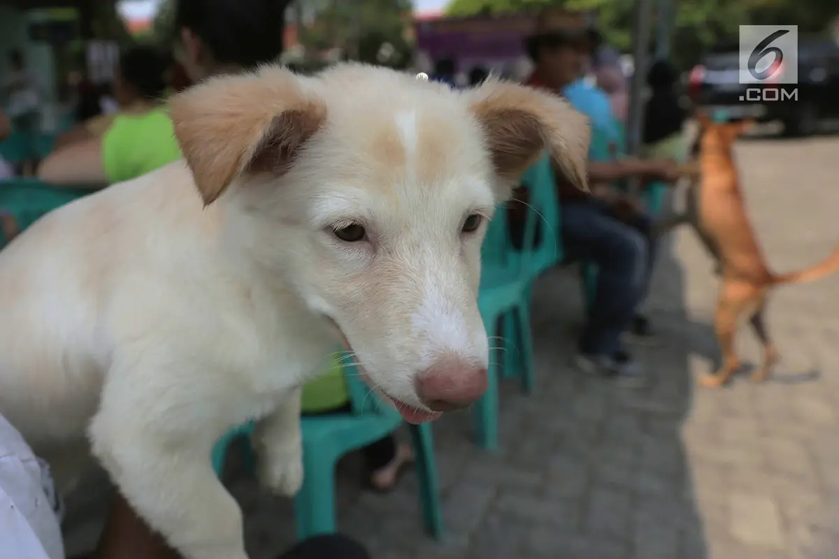Hari Bebas Rabies Internasional, Sudin KPKP Jakarta Timur Vaksinasi Hewan Gratis