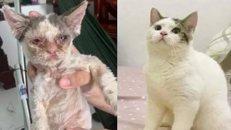 7 Potret Transformasi Kucing Liar Sebelum dan Sesudah Diadopsi Bikin Haru