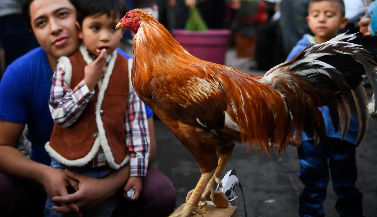 Seekor ayam dibawa untuk mengikuti pemberkatan di Gereja San Pablo Ermitano, Mexico City, Meksiko (22/1). Para pemilik hewan berbondong-bondong membawa hewan peliharaannya untuk diberkati dalam Hari Santo Anthony. (AFP Photo/Ronaldo Schemidt)