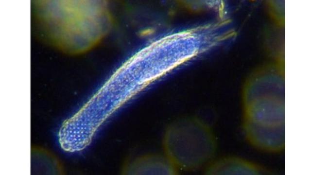 6 Hewan Ini Punya Umur Sangat Pendek di Dunia, Ada yang Hidup Hanya 5 Menit