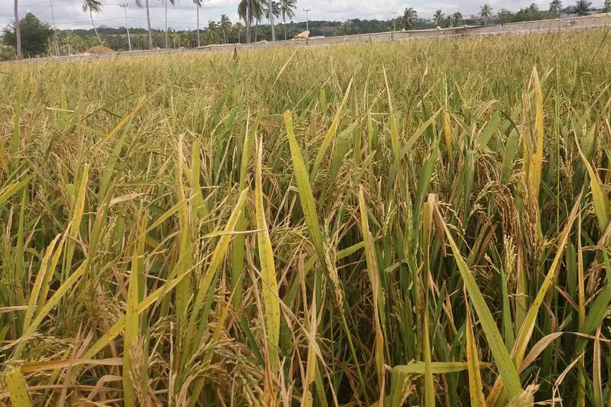 Teror Belalang Sumba