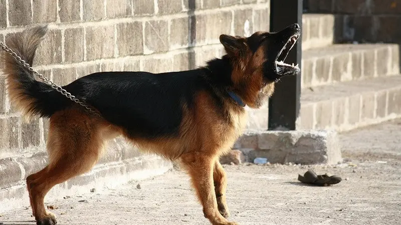 Ilustrasi anjing German Shepherd. (Dok. Pixabay/PDPics)
