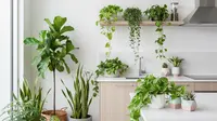 Dapur Monoton? Hiasi dengan 12 Tanaman Ini Agar Lebih Segar dan Fungsional