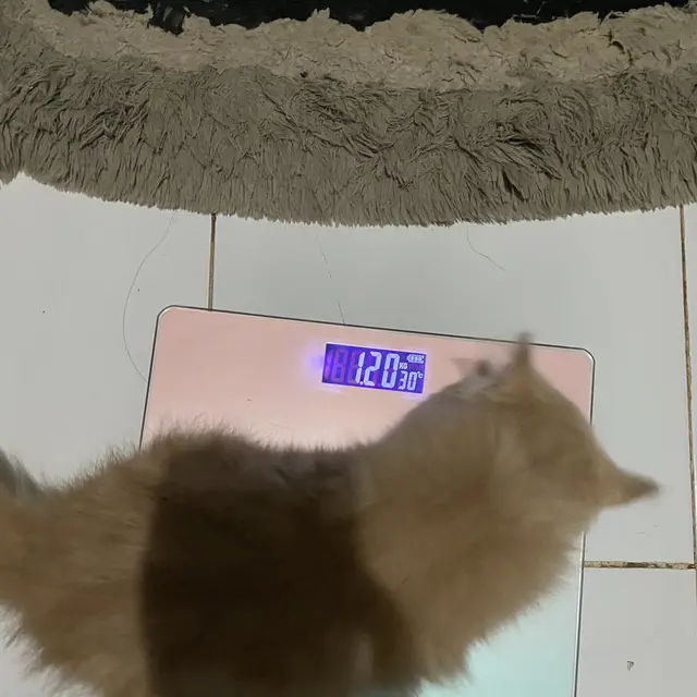 6 Potret Kucing Timbang Berat Badan Ini Kocak, BB Naik karena Banyak Makan