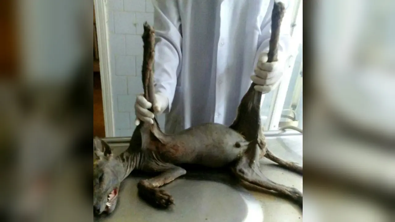 Chupacabra, Hewan Penghisap Darah Legendaris Tertangkap?