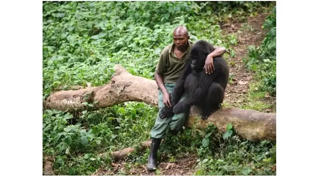 Sekelompok Gorila Ikut Selfie Bareng Penjaga Hutan Ini Bikin Heboh