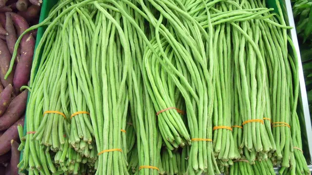 Ilustrasi Kacang Panjang