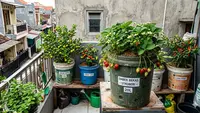 Buah yang Bisa Ditanam di Ember Bekas untuk Rumah Sempit, Panen Segar di Lahan Kecil