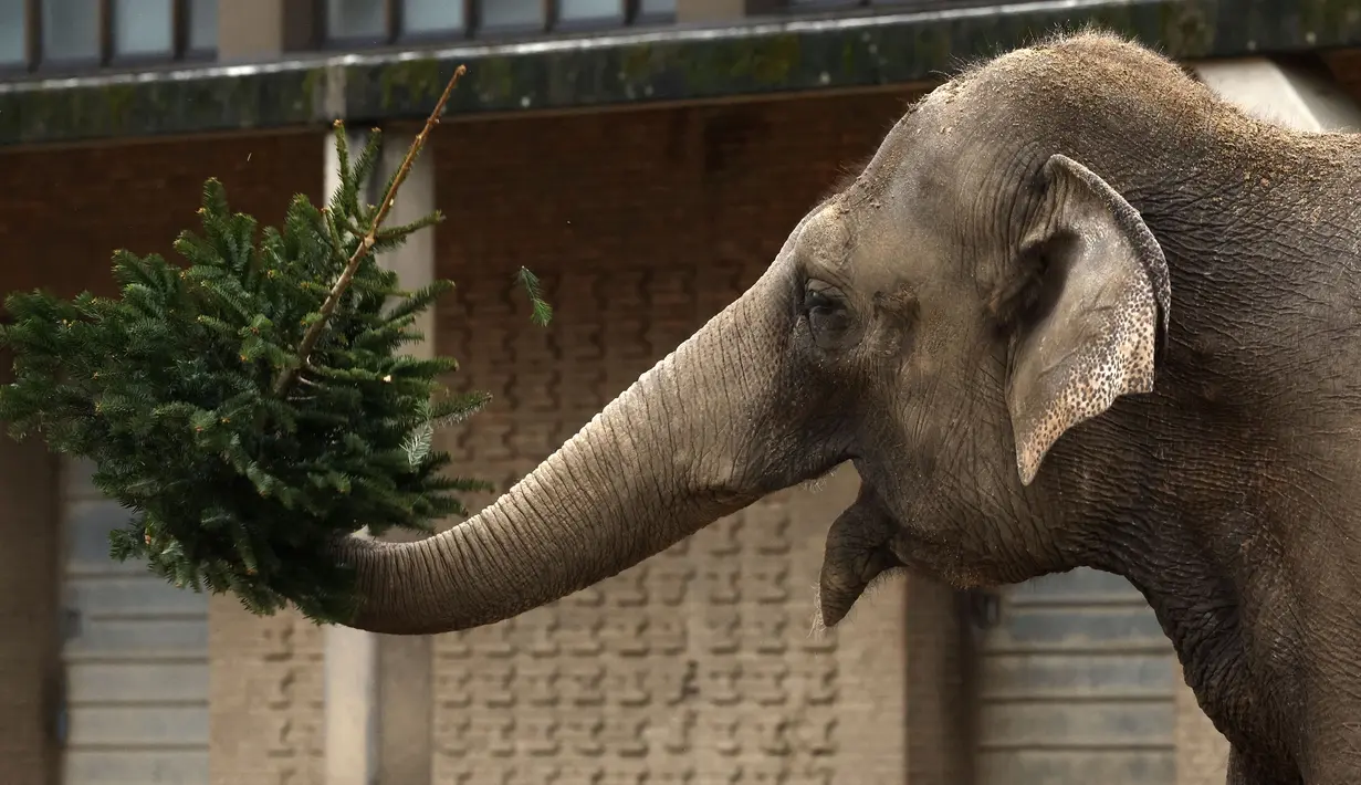 Seekor gajah bermain dengan pohon Natal di kandangnya di kebun binatang Zoologischer Garten di Berlin pada 4 Januari 2024.(Odd ANDERSEN/AFP)