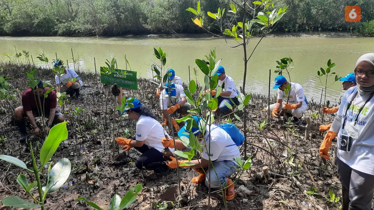 Penanaman Mangrove Saat Peringatan Hari Mangrove Dunia, Di Kabupaten Pandeglang, Banten. (Rabu, 26/07/2023). (Yandhi Deslatama/Liputan6.com).