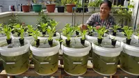 7 Ide Ternak Hewan Mini di Ember untuk IRT agar Tidak Sering Beli Lauk di Pasar
