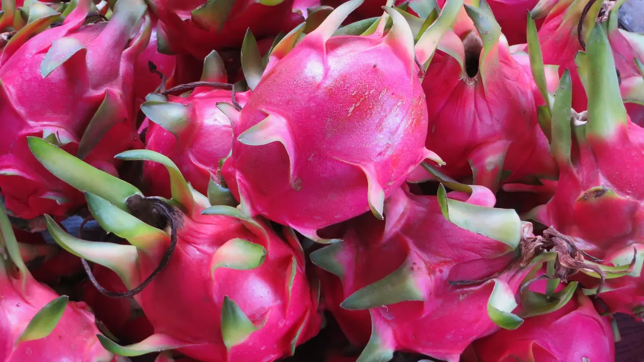 buah naga