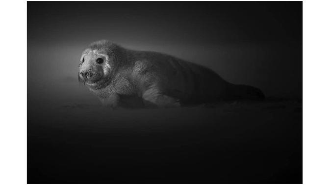Potret Bayi Anjing Laut Berpose Layaknya Model (sumber: Instagram/@johan_siggesson_photo)