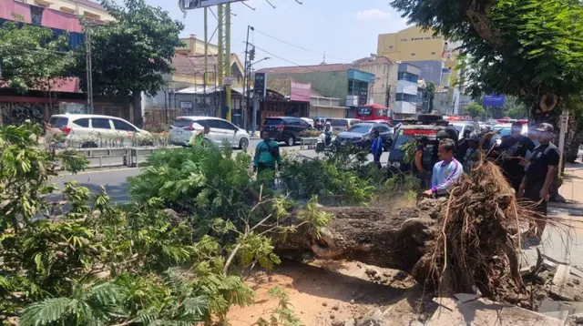 Pohon 15 Meter Tumbang di Semarang, 2 Pemotor Tewas