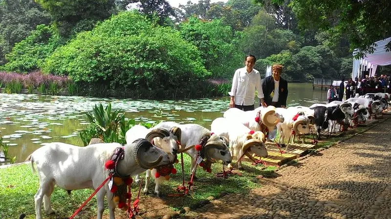 Presiden Jokowi hadiri Kontes Domba dan Kambing Piala Kemerdekaan RI.