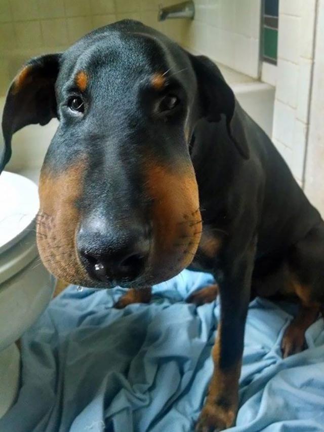 8 Potret Hewan Usai Disengat Lebah Ini Bikin Kasihan Sekaligus Lucu