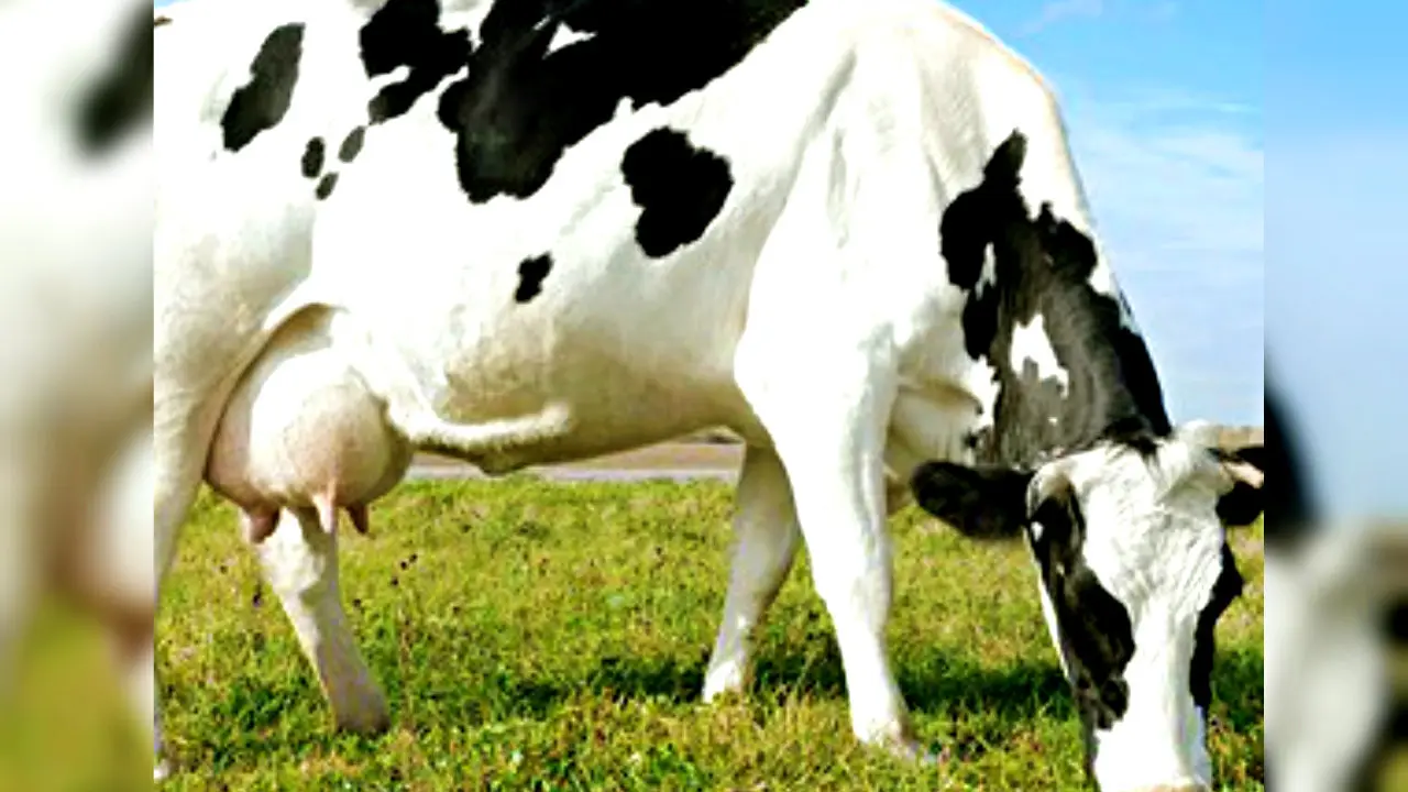 Sapi
