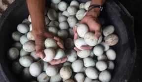 Di Balik Gurihnya Telur Asin, Ternyata Ada Fakta Penting