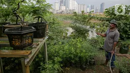 Petani menyiram tanaman di bantaran Kali Ciliwung, Petamburan, Jakarta Pusat, Senin (24/5/2021). Pemanfaatan lahan bantaran Kali Ciliwung untuk bertani bersama dilakukan sebagai upaya memenuhi kebutuhan hidup di tengah keterbatasan lahan. (Liputan6.com/Faizal Fanani)