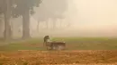Seekor monyet ekor panjang mencari minuman di tengah kabut asap tebal akibat kebakaran hutan dan lahan di Palangkaraya, Kalimantan Tengah, Sabtu (10/10/2026). Kabut asap menyelimuti sejumlah wilayah di Indonesia, Malaysia, dan Singapura selama beberapa pekan terakhir akibat kebakaran yang melanda kawasan hutan di Kalimantan dan Sumatra. Asap kebakaran terbawa angin hingga melintasi wilayah regional dan berdampak pada kualitas udara. (REINA/AFP)