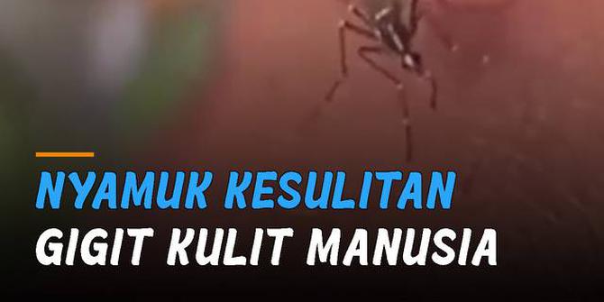 VIDEO: Kocak, Nyamuk Kesulitan Gigit Kulit Manusia