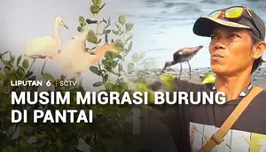Musim Migrasi Burung di Pantai