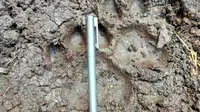 Jejak harimau sumatra yang ditemukan BBKSDA Riau di Desa Teluk Lanus, Kabupaten Siak. (Liputan6.com/Dok BBKSDA Riau)