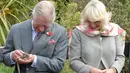 Pangeran Charles dan Istri keduanya Camilla saat melihat kadal Tuatara yang dipegang oleh pangeran Charles di Dunedin, Selandia Baru, Kamis (5/11/2015). Momen ini dilakukan saat Pengeran mengunjungi Orokonui Eco sanctuary. (REUTERS/Gerard O'Brien) 
