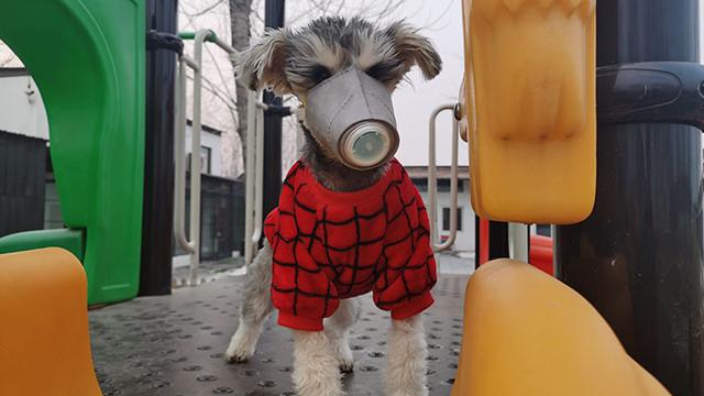 Anjing Pakai Masker di China