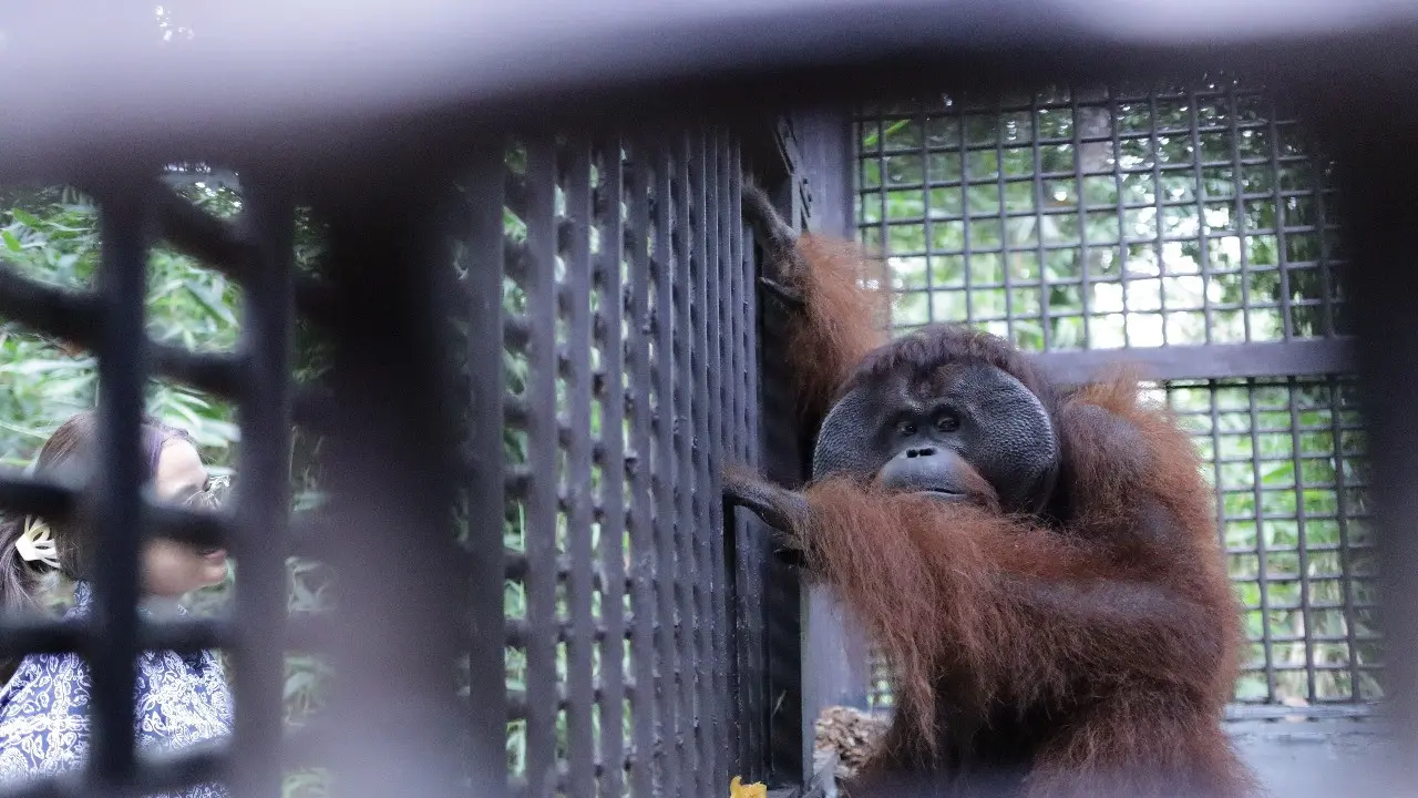 Mungky, orang utan di PSO ARSARI, Kalimantan. (Foto: Liputan6.com/Aceng Mukaram)