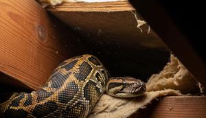 Ular Piton di Plafon Rumah