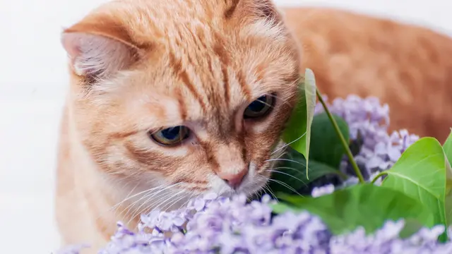 wewangian kesukaan kucing