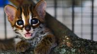 Seekor anak kucing hutan berada dalam kandang perawatan Balai Konservasi Sumber Daya Alam (BKSDA) di Banda Aceh, Selasa (5/11/2019). BKSDA Aceh merawat satwa langka dan dilindungi hasil sitaan dan serahan warga untuk direhabilitasi dan dilepasliarkan kembali ke habitatnya. (CHAIDEER MAHYUDDIN/AFP)