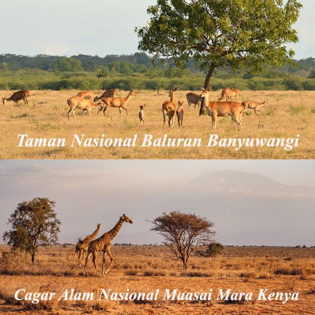 Taman Nasional Baluran Banyuwangi