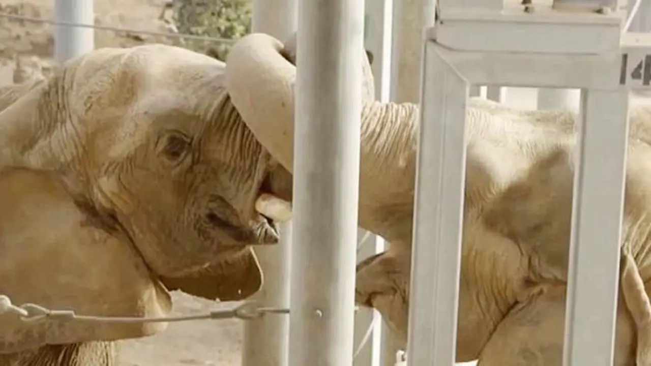 gajah-1-140221c.jpg