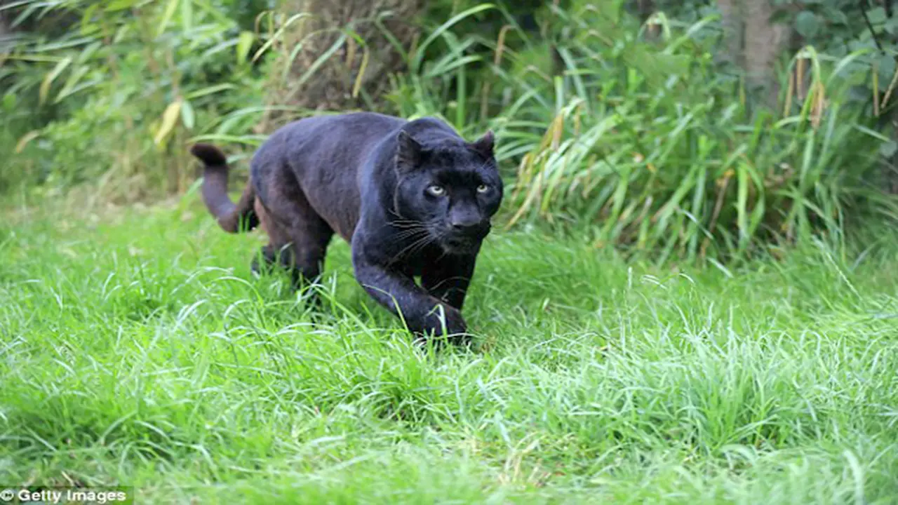 Seekor Panther Sulit Ditangkap Karena Vegetarian