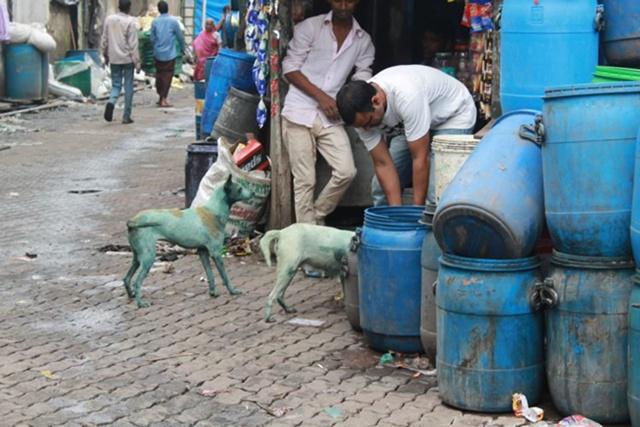 Anjing biru yang berhasil dipotret oleh blogger bernama Chelsea pada tahun 2013/copyright odditycentral.com