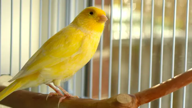 Jenis Burung Kenari