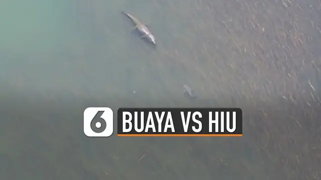 Kamera drone menangkap momen menakjubkan ketika buaya dan hiu berhadapan di laut.