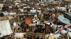 Pedagang memberi makan sapi mereka di pasar ternak yang disiapkan untuk menyambut Idul Adha di Karachi, Pakistan, Senin (14/9/2015). Muslim di seluruh dunia sedang mempersiapkan untuk menyambut datangnya Hari Raya Idul Adha. (AFP PHOTO/RIZWAN Tabassum)