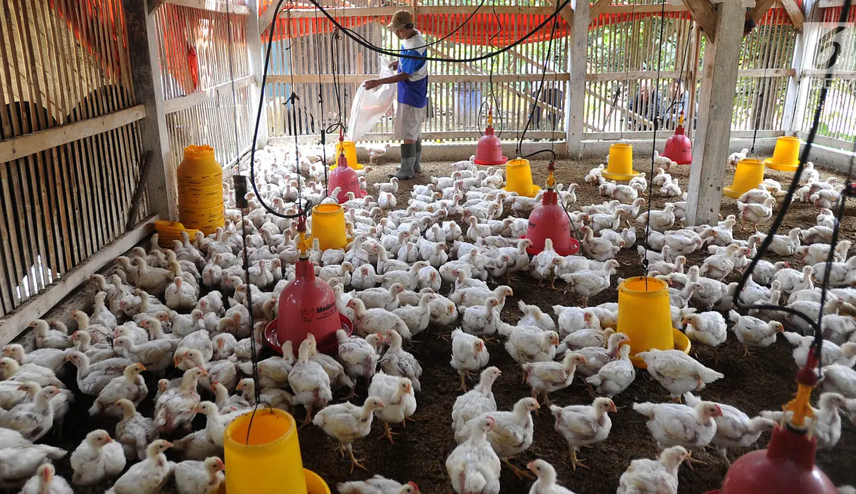 Peternak memberi makan ayam pedaging broiler di kawasan Cipelang, Bogor, Jawa Barat, Selasa (24/7). Tingginya harga daging ayam juga dipengaruhi oleh kenaikan harga pakan yang masih import seiring kenaikan dolar terhadap rupiah. (Merdeka.com/Arie Basuki)