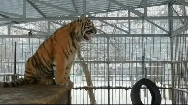 Aksi Lucu Bayi Harimau Bernyanyi Demi Menarik Perhatian Ibunya