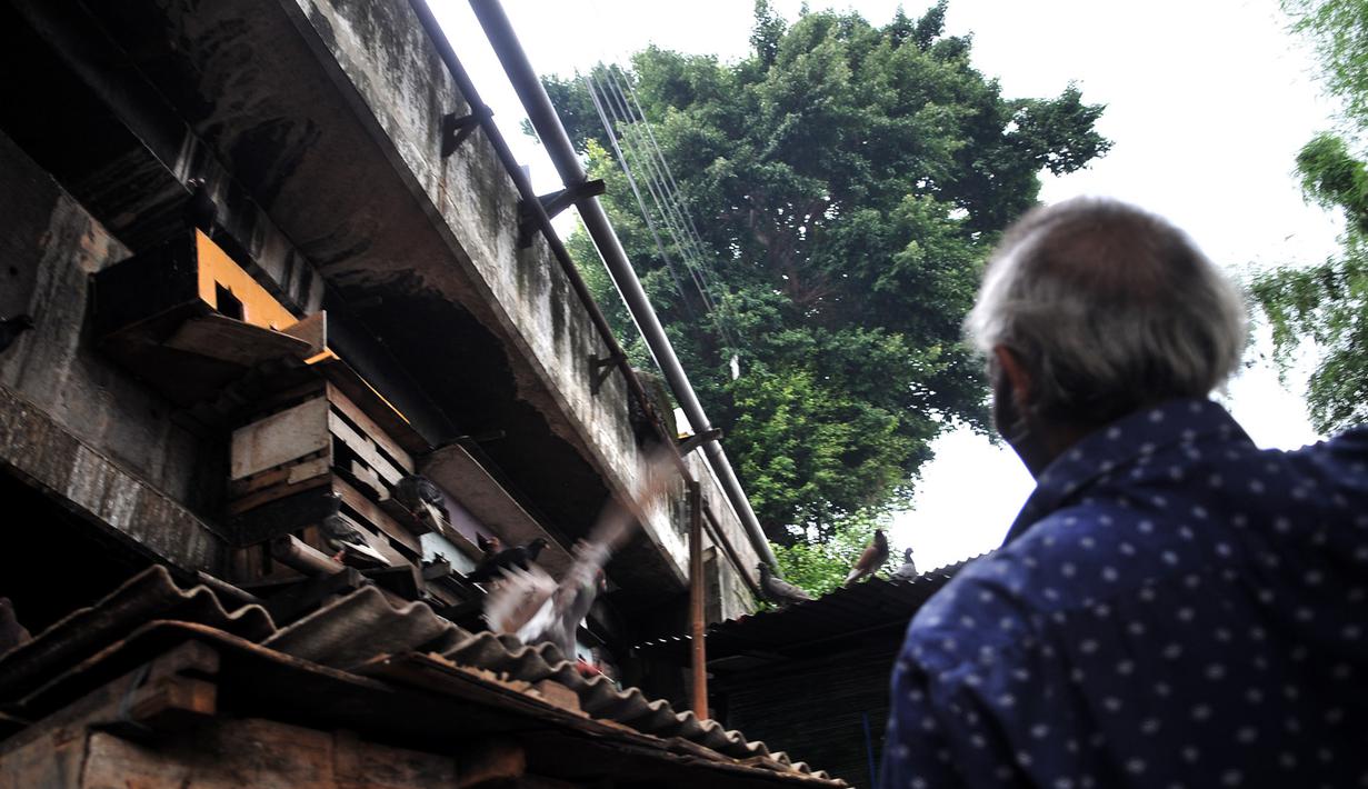 Warga memberi makan burung dara yang diternak di kolong jembatan, Jakarta, Kamis (14/2). Kolong jembatan tersebut digunakan oleh warga setempat untuk menernak hewan dan membuat arang akibat kurangnya lahan. (Merdeka.com/Iqbal S. Nugroho)