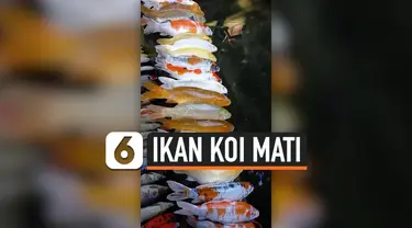 IKAN KOI