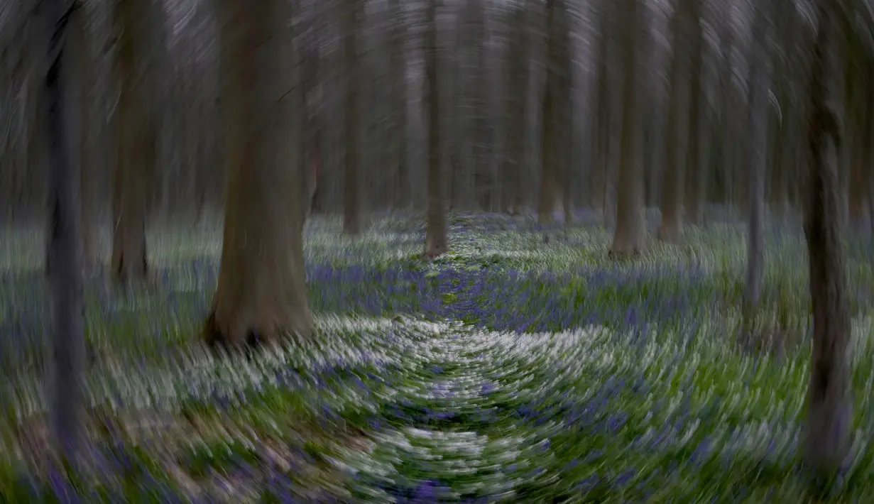 Di Belgia, Hallerbos di luar Brussel membutuhkan perawatan sesedikit mungkin - sebenarnya itu adalah hutan liar yang memiliki beberapa jalan setapak yang selama dua minggu menjadi daya tarik wisata yang semakin besar. (AP Photo/Virginia Mayo)